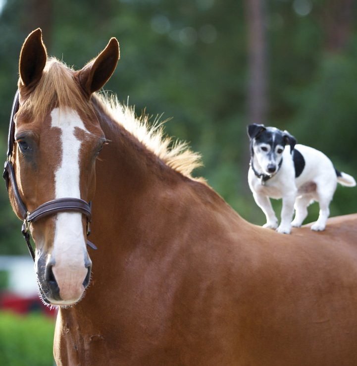 Rouwen bioscoop Allemaal 6 waardevolle tips voor de kennismaking tussen hond en paard » Van Stal